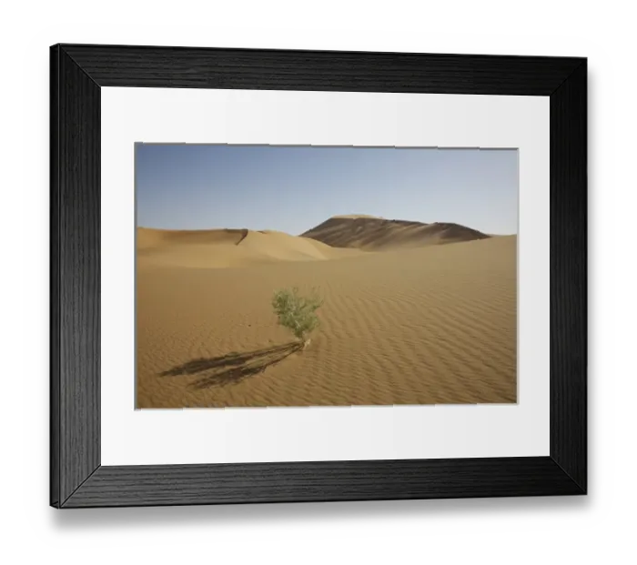 Framed Print : China, Gansu Province. Lone plant casts shadow on Badanjilin Desert Framed Print : China, Gansu Province. Lone plant casts shadow on Badanjilin Desert