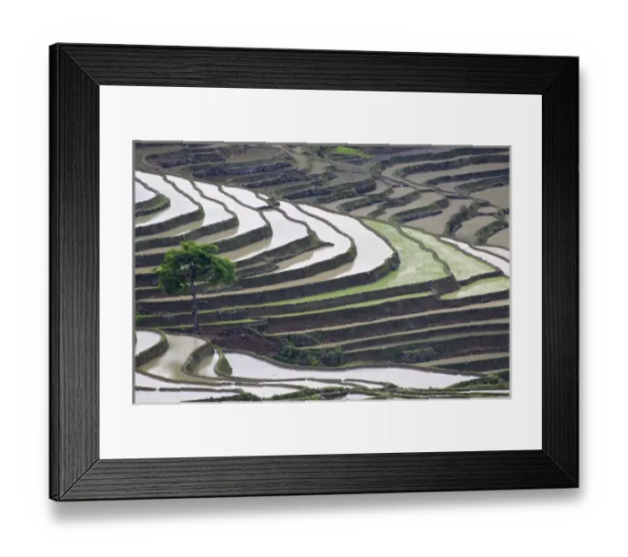 Framed Print : China, Yunnan Province, Yuanyang. Lone tree grows on hillside of rice terraces. Credit as