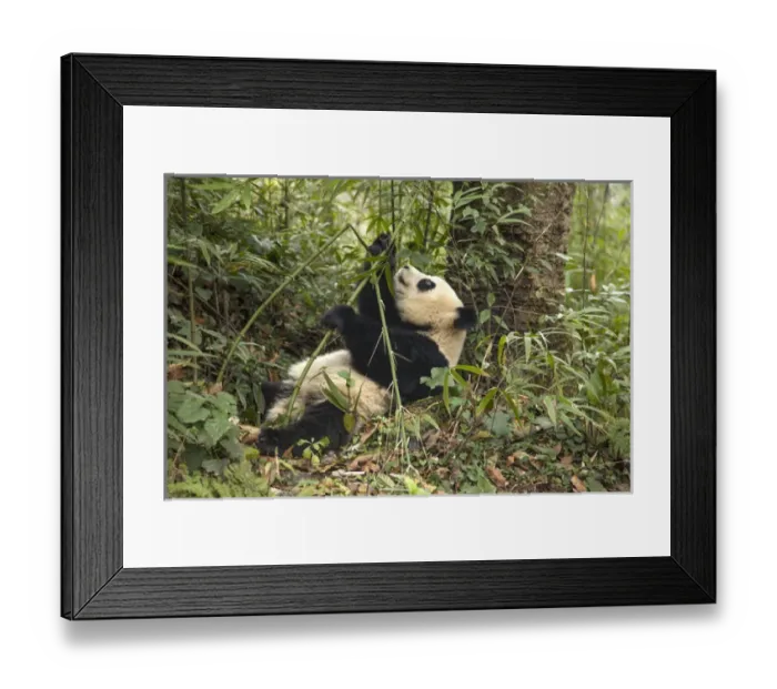 Framed Print : China, Chengdu, Chengdu Panda Base. Young giant panda eating Framed Print : China, Chengdu, Chengdu Panda Base. Young giant panda eating