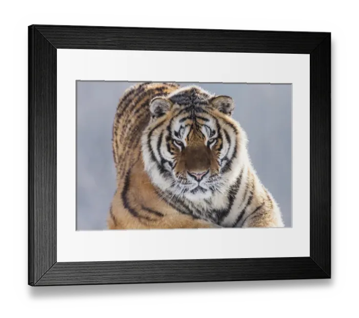Framed Print : China, Harbin, Siberian Tiger Park. Siberian tiger in sub-zero weather. Credit as