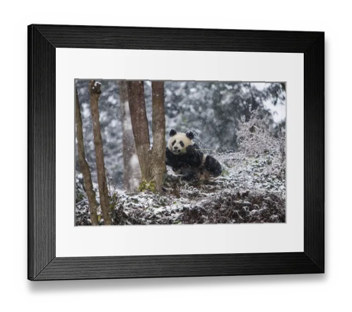 Framed Print : China, Chengdu, Chengdu Panda Base. Baby giant panda in snowfall