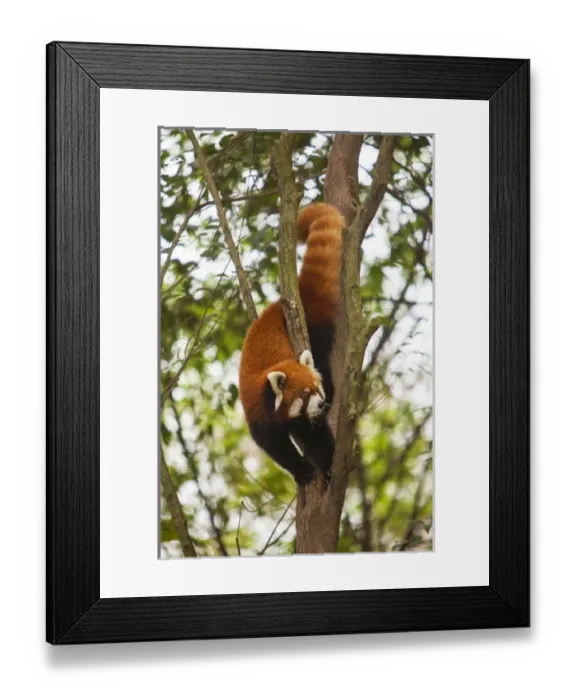 Framed Print : China, Chengdu, Wolong National Natural Reserve. Red or lesser panda in tree. Credit as Framed Print : China, Chengdu, Wolong National Natural Reserve. Red or lesser panda in tree. Credit as
