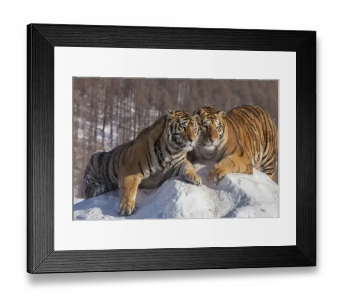 Framed Print : China, Harbin, Siberian Tiger Park. Affectionate Siberian tigers Framed Print : China, Harbin, Siberian Tiger Park. Affectionate Siberian tigers