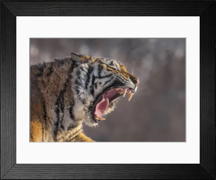 Framed Print : China, Harbin, Siberian Tiger Park. Siberian tiger yawning Framed Print : China, Harbin, Siberian Tiger Park. Siberian tiger yawning