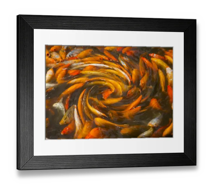 Framed Print : Koi in circular design and pattern