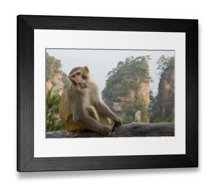 Framed Print : Rhesus macaque monkey on display in the Hallelujah Mountains, Wulingyuan District, China Framed Print : Rhesus macaque monkey on display in the Hallelujah Mountains, Wulingyuan District, China