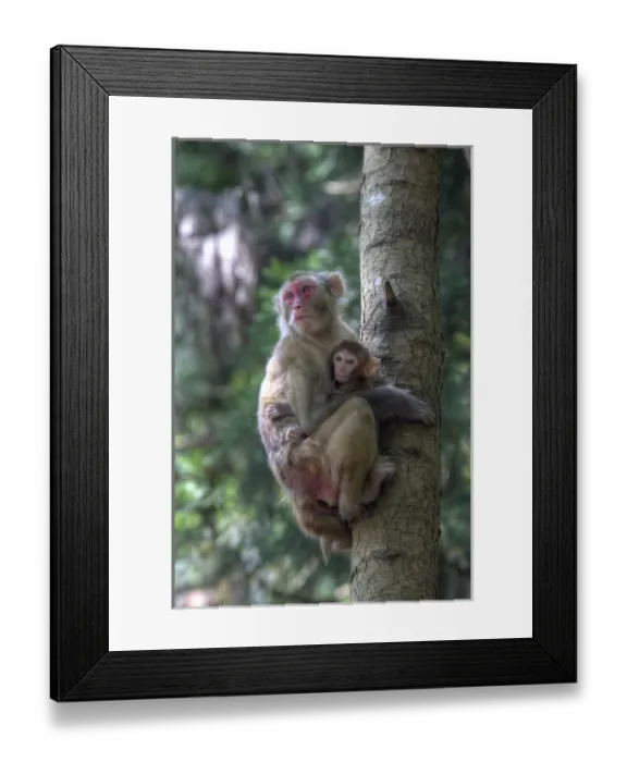 Framed Print : Mother Rhesus macaque and baby Wulingyuan District, China