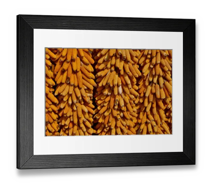 Framed Print : Harvested corn hanging to cure near Yangjiawan, Kunming area of China Framed Print : Harvested corn hanging to cure near Yangjiawan, Kunming area of China