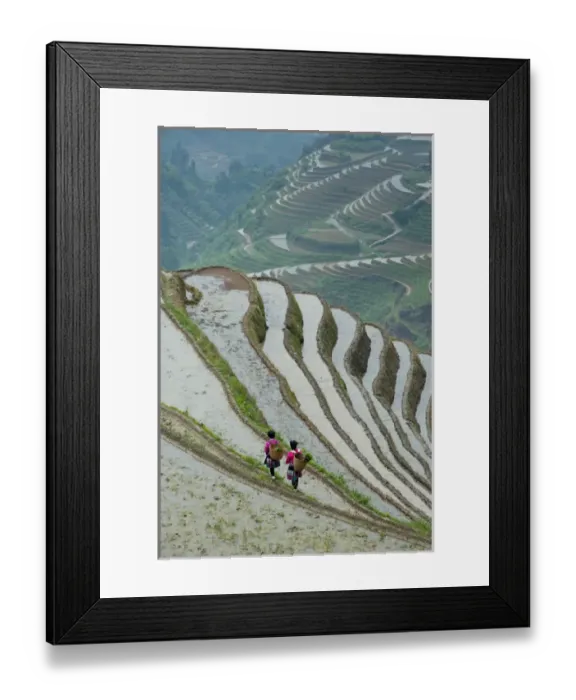 Framed Print : Red Yao Woman working in Rice Terraces, Dazhai Village Framed Print : Red Yao Woman working in Rice Terraces, Dazhai Village