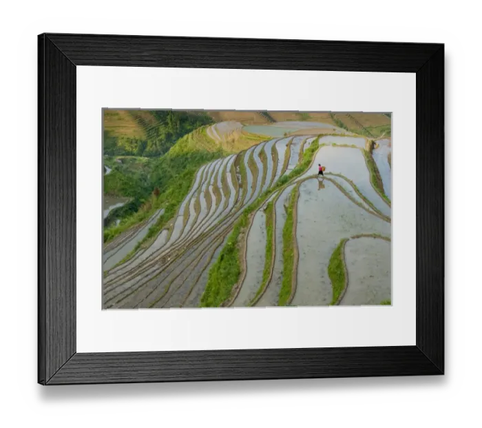 Framed Print : Yao Woman working in rice terraces, Dazhai Village, Dragons Backbone Rice Terraces
