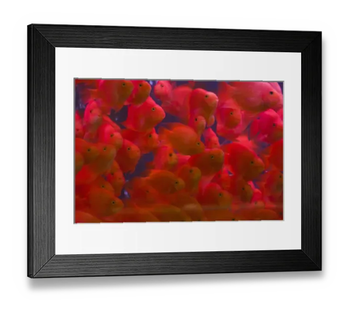 Framed Print : Swarms of gold fish, Shanghai, China Framed Print : Swarms of gold fish, Shanghai, China