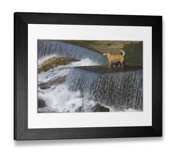 Framed Print : Dog on the waterfall, Pingnan, Fujian, China Framed Print : Dog on the waterfall, Pingnan, Fujian, China