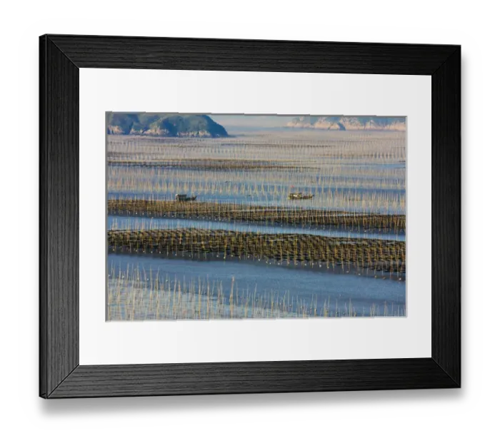 Framed Print : Fishing boat sailing through bamboo sticks in the seaweed farm at sunrise, East China Sea Framed Print : Fishing boat sailing through bamboo sticks in the seaweed farm at sunrise, East China Sea