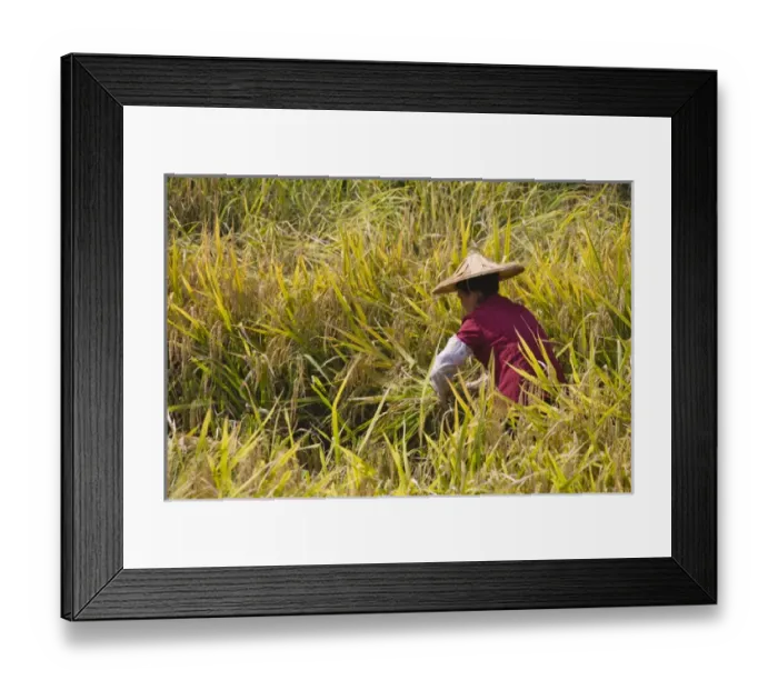 Framed Print : Farmer harvesting rice on the terrace, Yongding, Fujian, China Framed Print : Farmer harvesting rice on the terrace, Yongding, Fujian, China