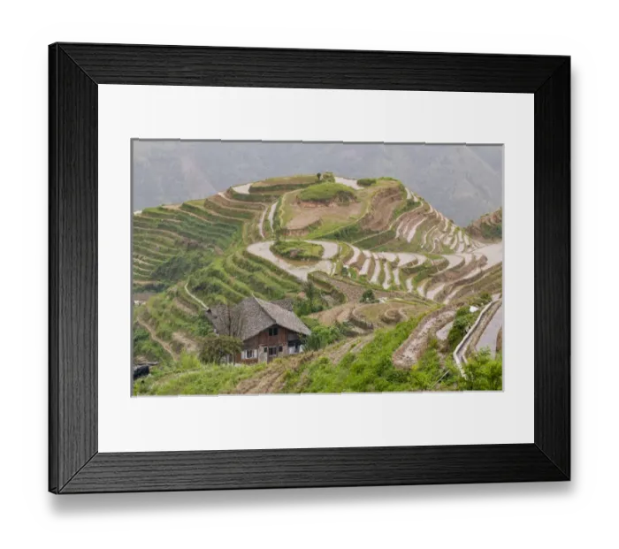 Framed Print : Dragon Spine Rice Terraces Longsheng, China Framed Print : Dragon Spine Rice Terraces Longsheng, China
