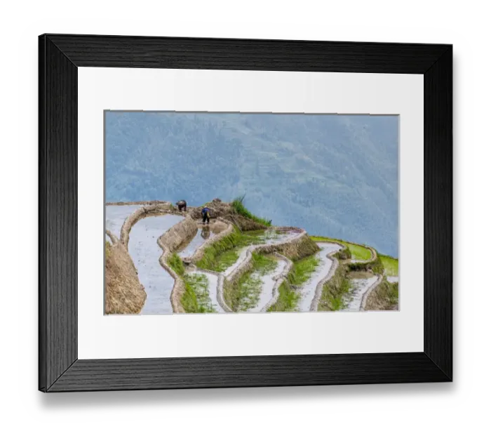 Framed Print : Dragon Spine Rice Terraces Longsheng, China Framed Print : Dragon Spine Rice Terraces Longsheng, China