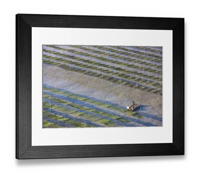 Framed Print : Fishing boat sailing through bamboo sticks in the seaweed farm at sunrise, East China Sea