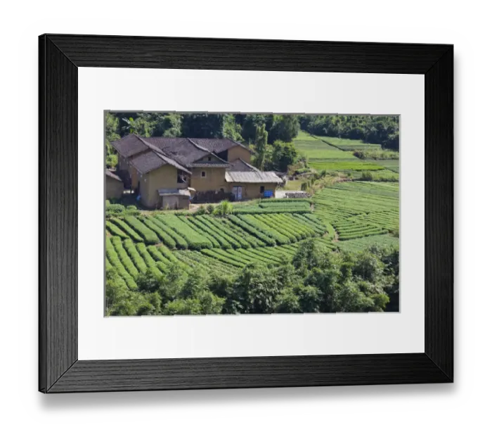 Framed Print : Tea plantation, Fujian, China