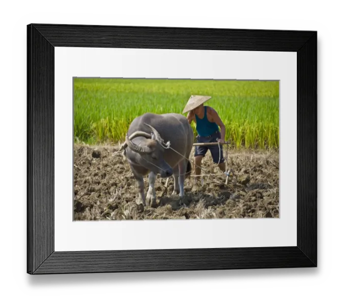 Framed Print : Farmer ploughing with water buffalo, Yangshuo, Guangxi, China (MR) Framed Print : Farmer ploughing with water buffalo, Yangshuo, Guangxi, China (MR)