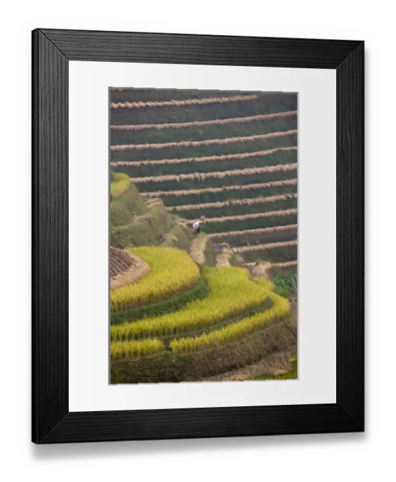 Framed Print : Farmer harvesting rice on the terrace in the mountain, Longsheng, Guangxi, China