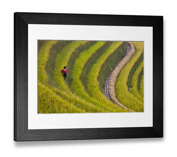 Framed Print : Red Yao girl on the rice terrace at harvest time, Longsheng, Guangxi, China Framed Print : Red Yao girl on the rice terrace at harvest time, Longsheng, Guangxi, China