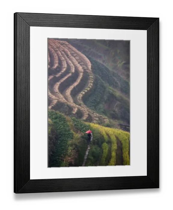 Framed Print : Tourist with red umbrella on the rice terrace in the mountain, Longsheng, Guangxi, China Framed Print : Tourist with red umbrella on the rice terrace in the mountain, Longsheng, Guangxi, China