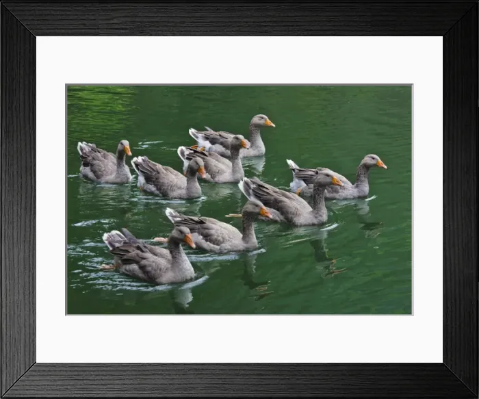 Framed Print : Ducks on the lake, Zhejiang Province, China Framed Print : Ducks on the lake, Zhejiang Province, China