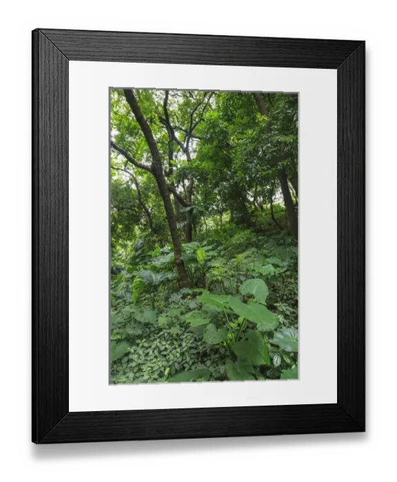 Framed Print : forest trail, Yuexiau Park, Guangzhou, China Framed Print : forest trail, Yuexiau Park, Guangzhou, China