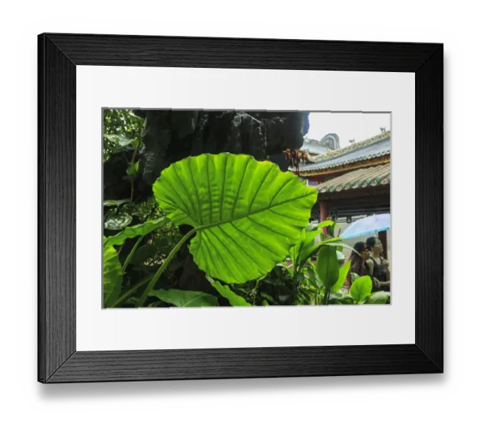 Framed Print : Taro plant or Elephant Ear (Colocasia esculenta), Foshan Ancestral Temple, Foshan Framed Print : Taro plant or Elephant Ear (Colocasia esculenta), Foshan Ancestral Temple, Foshan