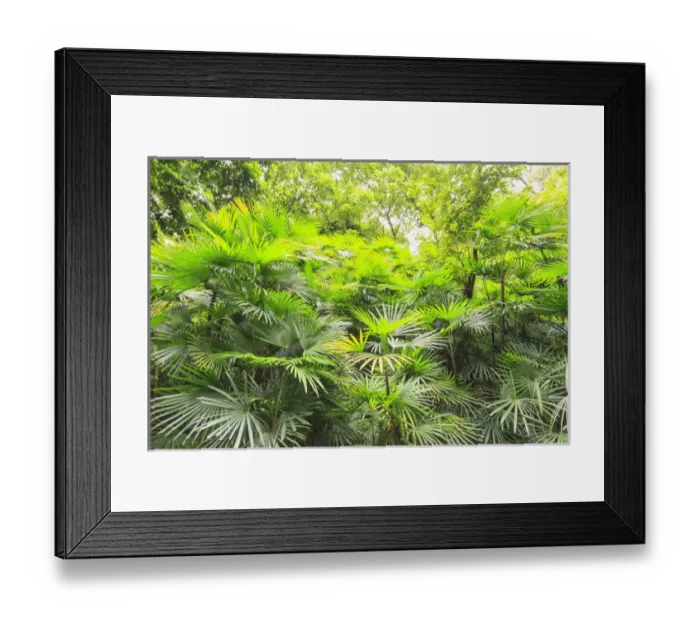 Framed Print : lush green tropical palms and trees, Yuexiau Park, Guangzhou, China Framed Print : lush green tropical palms and trees, Yuexiau Park, Guangzhou, China
