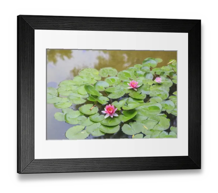 Framed Print : pink water lillies, Lake View Hotel, Beijing, China