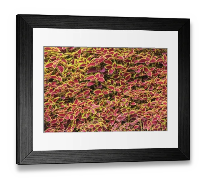 Framed Print : varigated ground cover, The Great Wall- Modern Seven Wonders of the World, Qianjiadian Scenic Area