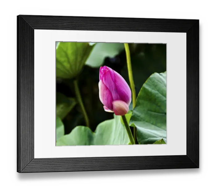 Framed Print : Pink Lotus Bud Lily Pads Close Up Lotus Pond Temple of the Sun Beijing China China Framed Print : Pink Lotus Bud Lily Pads Close Up Lotus Pond Temple of the Sun Beijing China China