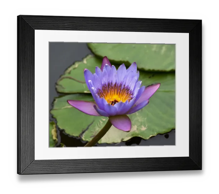 Framed Print : Blue Yellow Water Lily Flowers and Pads, Closeup, Macro