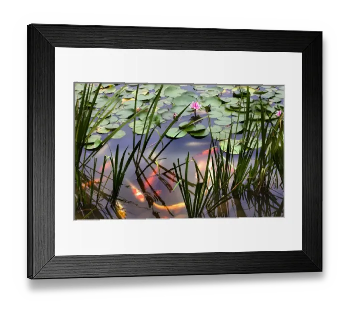 Framed Print : Orange White Carp Fish Pink Water Lily Pond Chengdu Sichuan China Framed Print : Orange White Carp Fish Pink Water Lily Pond Chengdu Sichuan China
