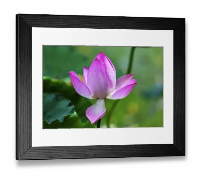 Framed Print : Pink Lotus Blooming Lily Pads Close Up Lotus Pond Temple of the Sun Beijing China
