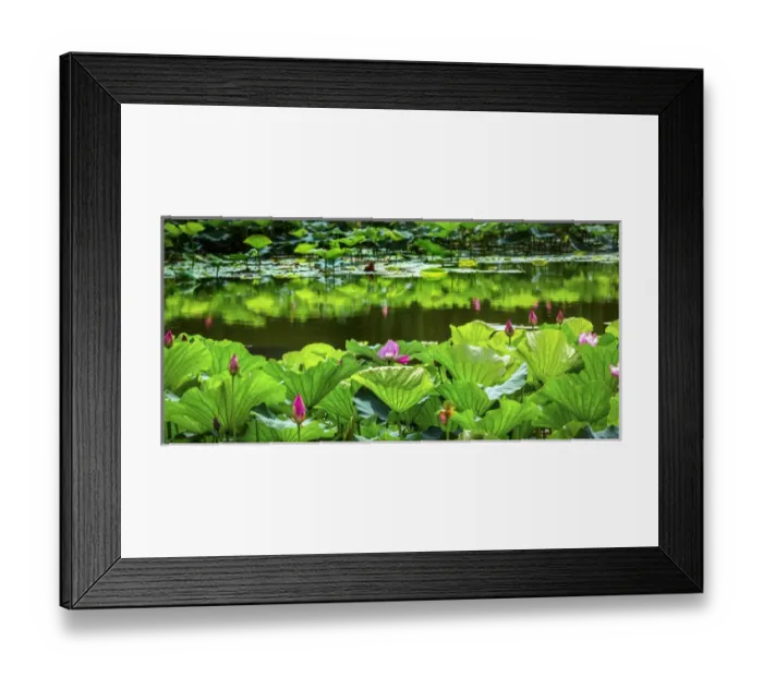 Framed Print : Pink Lotus Pond Garden Lily Pads Summer Palace Beijing China Framed Print : Pink Lotus Pond Garden Lily Pads Summer Palace Beijing China
