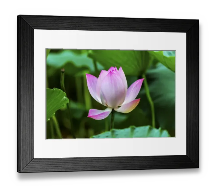Framed Print : Pink Lotus Blooming and Close Up Lotus Pond Temple of the Sun Beijing China