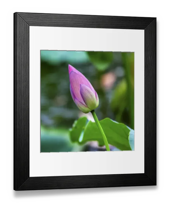 Framed Print : Pink Lotus Bud Lily Pads Close Up Lotus Pond Temple of the Sun Beijing China Framed Print : Pink Lotus Bud Lily Pads Close Up Lotus Pond Temple of the Sun Beijing China