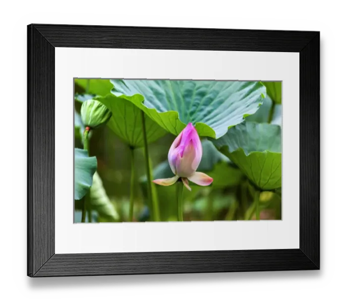 Framed Print : Pink Lotus Bud Lily Pads Close Up Lotus Pond Temple of the Sun Beijing China