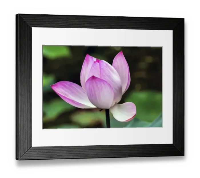 Framed Print : Pink Lotus Blooming and Close Up Lotus Pond Temple of the Sun Beijing China Framed Print : Pink Lotus Blooming and Close Up Lotus Pond Temple of the Sun Beijing China
