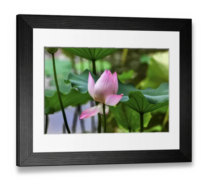 Framed Print : Pink Lotus Blooming Lily Pads Close Up Lotus Pond Temple of the Sun Beijing China Framed Print : Pink Lotus Blooming Lily Pads Close Up Lotus Pond Temple of the Sun Beijing China