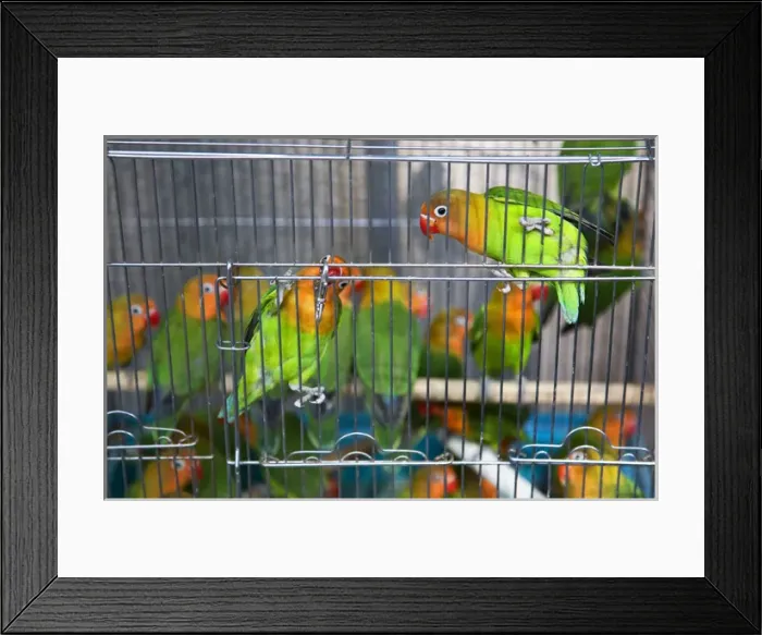 Framed Print : Green Yellow Parrots Hong Kong Bird Market Black and White Eyes Looking at You
