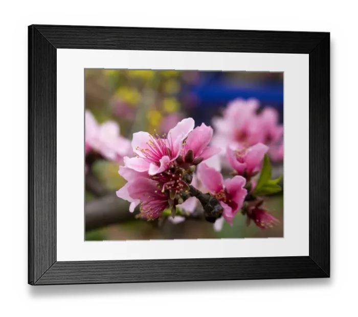 Framed Print : Peach Blossom Close Macro, Village, Chengdu, Sichuan, China Framed Print : Peach Blossom Close Macro, Village, Chengdu, Sichuan, China