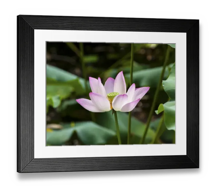 Framed Print : Pink Lotus Flower Lily Pads Close Up Lotus Pond Summer Palace Beijing China Framed Print : Pink Lotus Flower Lily Pads Close Up Lotus Pond Summer Palace Beijing China