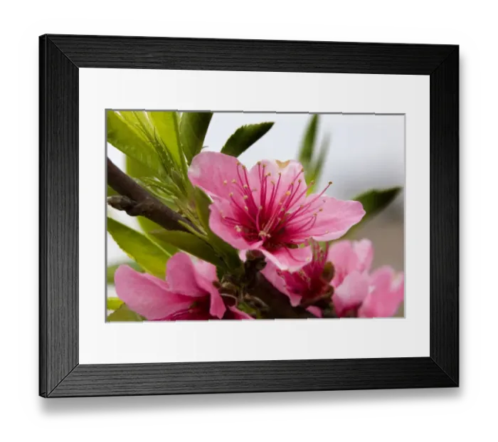 Framed Print : Pink Peach Blossom Macro Close Up, Village, Chengdu, Sichuan, China Framed Print : Pink Peach Blossom Macro Close Up, Village, Chengdu, Sichuan, China