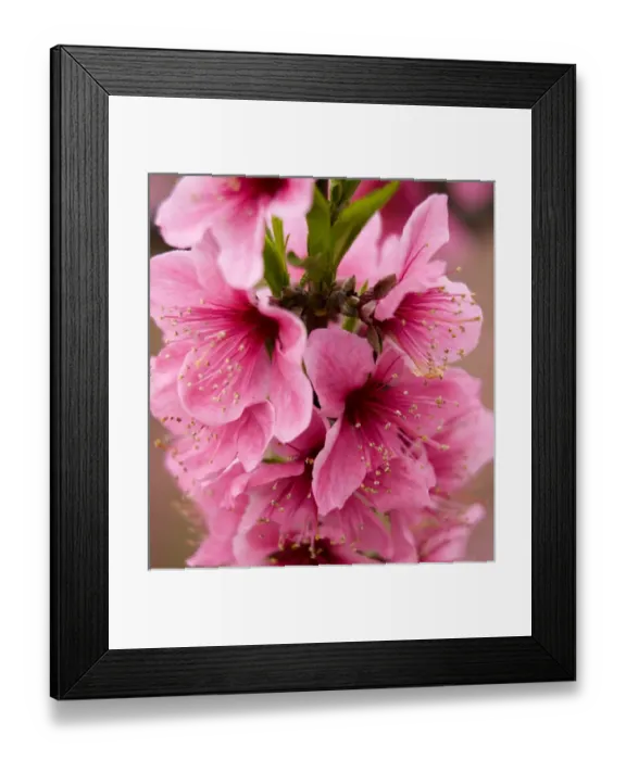 Framed Print : Pink Peach Blossoms Close Up Macro Village, Chengdu, Sichuan, China