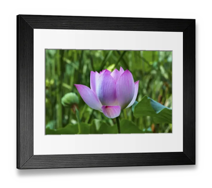 Framed Print : Pink Lotus Flower Lily Pads Close Up Lotus Pond Summer Palace Beijing China Framed Print : Pink Lotus Flower Lily Pads Close Up Lotus Pond Summer Palace Beijing China
