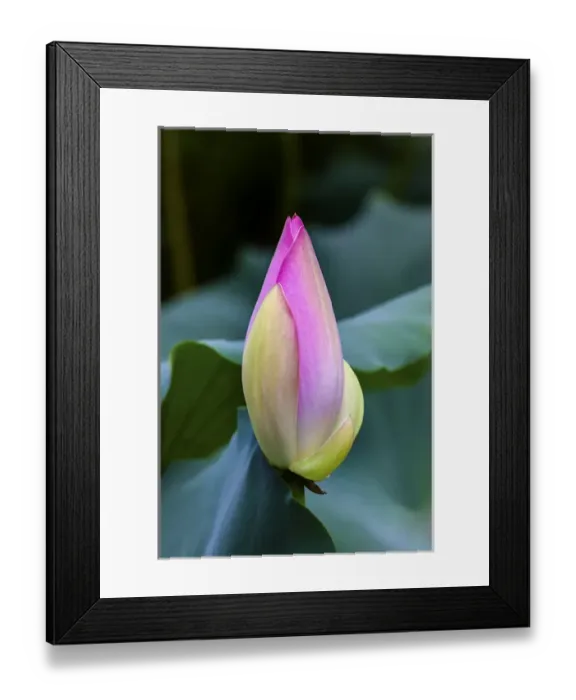 Framed Print : Pink Lotus Bud Lily Pads Close Up Lotus Pond Temple of the Sun Beijing China