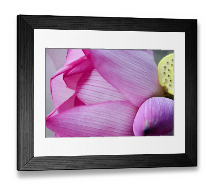 Framed Print : Pink Lotus Petal Bud Close Up Macro Hong Kong Flower Market Framed Print : Pink Lotus Petal Bud Close Up Macro Hong Kong Flower Market
